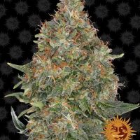 Pineapple Express Auto Feminised Seeds - 3