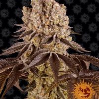 Purple Punch Feminised Seeds - 1