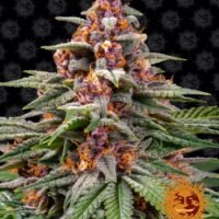 Runtz Auto Feminised Seeds - 1