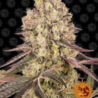 Runtz Muffin Feminised Seeds - 5