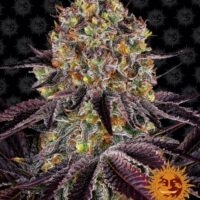 Runtz x Layer Cake Feminised Seeds - 1