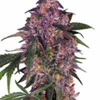 Sensi Purple Kush Feminised Seeds - 3