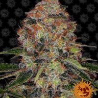 Shiskaberry Feminised Seeds - 1