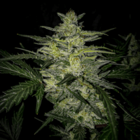 Skylar White Auto Feminised Seeds - 3