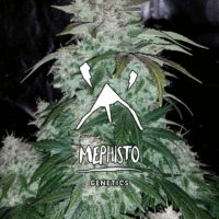 S.O.D.K Auto Feminised Seeds - 18