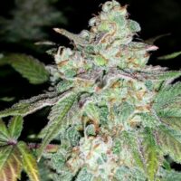 Sour Crack Auto Feminised Seeds - 3
