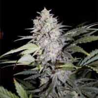 Sour Livers Auto Feminised Seeds - 1