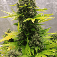 Stilton Special Auto Feminised Seeds - 3