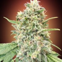 Strawberry Banana Feminised Seeds - 1