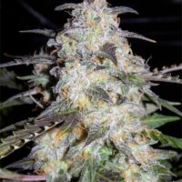 Toof Decay Auto Feminised Seeds - 1