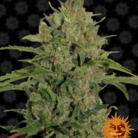 Triple Cheese Feminised Seeds - 1
