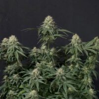 Tropicana Cookies FAST Feminised Seeds - 1