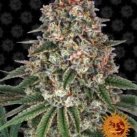 Tropicanna Banana Feminised Seeds - 1