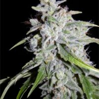 Walter White Auto Feminised Seeds - 1