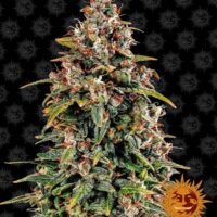 Watermelon Zkittlez Auto Feminised Seeds - 1