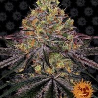 Watermelon Zkittlez Feminised Seeds - 3