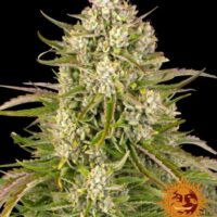 Wedding Cake Auto Feminised Seeds - 3