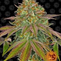 Wedding Cake Feminised Seeds - 1