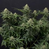 Wedding Cheesecake FAST Feminised Seeds - 100