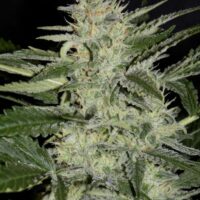 White Crack Auto Feminised Seeds - 1