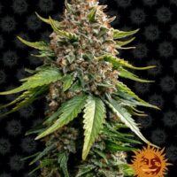 White Widow XXL Auto Feminised Seeds - 3