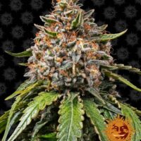 White Widow XXL Feminised Seeds - 1