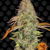 Zkittlez OG Auto Feminised Seeds - 1